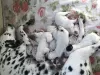 Photo №1. dalmatien - à vendre en ville de Тбилисская | 93€ | Annonce №27068