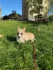 Photos supplémentaires: Welpen de Corgi