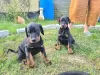 Photo №1. dobermann - à vendre en ville de Bucharest | 200€ | Annonce №10259