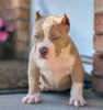 Photo №1. american bully - à vendre en ville de Helsinki | 700€ | Annonce №105821