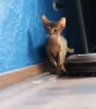 Photos supplémentaires: Chatons Abyssins de couleur sauvage et oseille