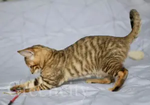 Photo №1. toyger - à vendre en ville de Moscou | Négocié | Annonce № 1034