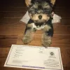 Photo №1. yorkshire terrier - à vendre en ville de Калифорния Сити | négocié | Annonce №11749