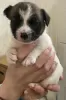 Photos supplémentaires: Les merveilleux chiots Jack Russell Terrier recherchent une maison et des