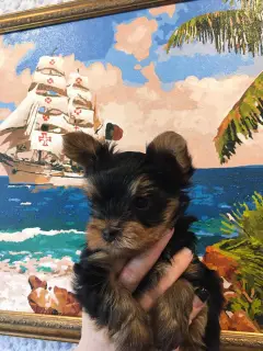 Photo №2 de l'annonce № 1608 de la vente yorkshire terrier - acheter à Fédération de Russie annonce privée