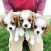 Photo №1. cavalier king charles spaniel - à vendre en ville de Gennarby | 300€ | Annonce №72027