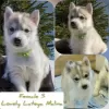 Photo №4. Je vais vendre husky de sibérie en ville de Mourmansk. éleveur - prix - négocié