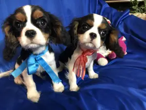 Photo №3. Adorables chiots Chevalier King Charles Spaniel. Biélorussie