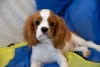 Photo №4. Je vais vendre cavalier king charles spaniel en ville de Cracovie. annonce privée - prix - 1800€