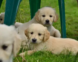 Photo №3. Chiots golden retriever doré. Fédération de Russie