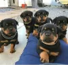 Photo №1. rottweiler - à vendre en ville de Berlin | négocié | Annonce №90590