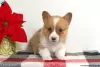 Photo №3. KC Pembroke Corgi Chiots 1(281)698-7719. USA