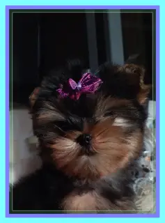 Photo №4. Je vais vendre yorkshire terrier en ville de Moscou. éleveur - prix - 363€