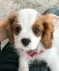 Photo №1. cavalier king charles spaniel - à vendre en ville de Berlin | Gratuit | Annonce №95054