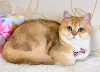 Photo №1. british shorthair - à vendre en ville de Voghera | 850€ | Annonce № 19618