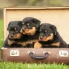 Photo №1. rottweiler - à vendre en ville de Pueblo | 425€ | Annonce №129564