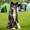 Photo №3. Fille japonaise Akita Inu. Biélorussie