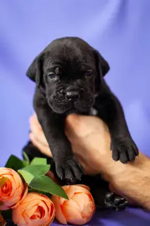 Photo №2 de l'annonce № 3898 de la vente cane corso - acheter à Fédération de Russie éleveur