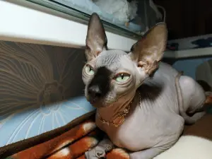 Photo №4. Je vais vendre sphynx, sphynx en ville de Minsk. annonce privée - prix - Négocié