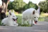 Photos supplémentaires: Chiots Berger Blanc Suisse à vendre