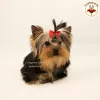 Photo №4. Je vais vendre yorkshire terrier en ville de Kiev. annonce privée, de la fourrière, éleveur - prix - 1500€