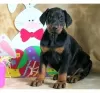 Photo №1. dobermann - à vendre en ville de Wiesbaden | 150€ | Annonce №129370