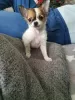 Photo №1. chihuahua - à vendre en ville de Berlin | Gratuit | Annonce №126583