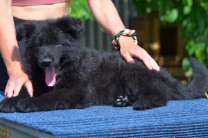 Photos supplémentaires: Chiots berger allemand à poil long, noirs et shabrack, 33 jours, FCI