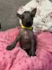 Photos supplémentaires: Chiots Xoloitzcuintle (chien sans poils mexicain)