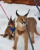 Photos supplémentaires: Chatons Caracal et Serval disponibles