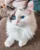 Photo №1. ragdoll - à vendre en ville de Tallinn | 580€ | Annonce № 90139