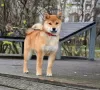 Photo №1. shiba - à vendre en ville de Москва | 1232€ | Annonce №80911