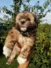 Photo №1. shih tzu - à vendre en ville de Valga | 450€ | Annonce №70367