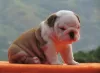 Photo №1. bulldog anglais - à vendre en ville de Košice | 3€ | Annonce №34203