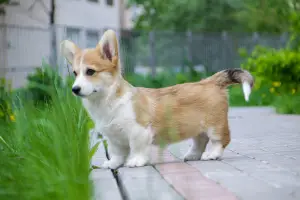 Photo №3. Gallois Corgi Pembroke. Fille. Fédération de Russie