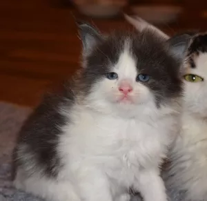 Photos supplémentaires: Chatons Maine Coon de parents d'élite