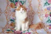 Photo №1. maine coon - à vendre en ville de Ryazan | 281€ | Annonce № 7060