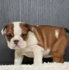 Photo №1. bulldog anglais - à vendre en ville de Amerongen | 300€ | Annonce №44019