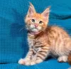 Photo №2 de l'annonce № 116332 de la vente maine coon - acheter à Suisse annonce privée