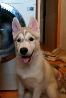 Photo №4. Je vais vendre husky de sibérie en ville de Saint-Pétersbourg. éleveur - prix - 0€