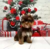 Photo №1. yorkshire terrier - à vendre en ville de Saint-Pétersbourg | 674€ | Annonce №8353