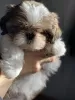 Photo №2 de l'annonce № 9901 de la vente shih tzu - acheter à Ukraine annonce privée