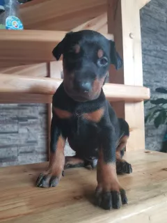 Photo №1. dobermann - à vendre en ville de Anapa | 430€ | Annonce №5324