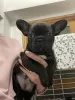 Photo №1. bouledogue - à vendre en ville de Düsseldorf | 404€ | Annonce №128249