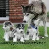 Photo №1. husky de sibérie - à vendre en ville de Sapporo | Gratuit | Annonce №51325