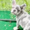 Photo №1. bouledogue - à vendre en ville de Eureka | 531€ | Annonce №128192