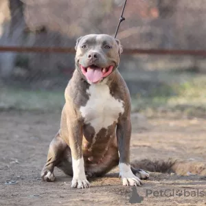 Photos supplémentaires: American Bully Puppies