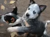 Photo №3. Chiots bouvier australien. Serbie