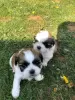 Photo №1. shih tzu - à vendre en ville de Berlin | négocié | Annonce №18641