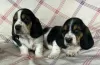 Photo №4. Je vais vendre basset hound en ville de Rosenheim.  - prix - 500€